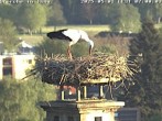Archived image Webcam Isny – Stork&#39;s nest 06:00