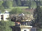 Archived image Webcam Isny – Stork&#39;s nest 07:00