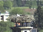 Archived image Webcam Isny – Stork&#39;s nest 09:00