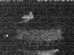 Archiv Foto Webcam Storchennest in Isny 23:00