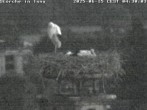 Archiv Foto Webcam Storchennest in Isny 03:00