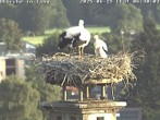 Archiv Foto Webcam Storchennest in Isny 05:00