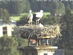 Archiv Foto Webcam Storchennest in Isny 06:00