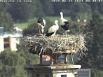 Archiv Foto Webcam Storchennest in Isny 07:00