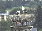 Archived image Webcam Isny – Stork&#39;s nest 11:00