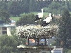 Archived image Webcam Isny – Stork&#39;s nest 13:00
