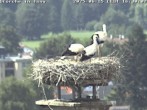 Archiv Foto Webcam Storchennest in Isny 15:00