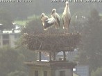 Archived image Webcam Isny – Stork&#39;s nest 19:00