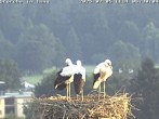 Archived image Webcam Isny – Stork&#39;s nest 05:00