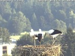 Archived image Webcam Isny – Stork&#39;s nest 06:00