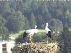 Archived image Webcam Isny – Stork&#39;s nest 07:00