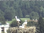 Archived image Webcam Isny – Stork&#39;s nest 09:00
