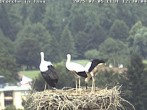 Archived image Webcam Isny – Stork&#39;s nest 11:00