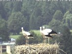 Archived image Webcam Isny – Stork&#39;s nest 13:00