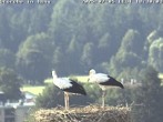 Archived image Webcam Isny – Stork&#39;s nest 17:00
