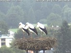 Archived image Webcam Isny – Stork&#39;s nest 05:00