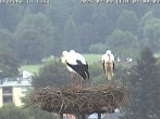 Archived image Webcam Isny – Stork&#39;s nest 06:00