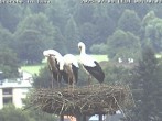Archived image Webcam Isny – Stork&#39;s nest 07:00