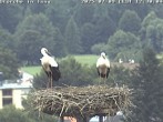 Archived image Webcam Isny – Stork&#39;s nest 11:00