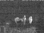 Archiv Foto Webcam Storchennest in Isny 04:00