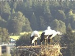 Archiv Foto Webcam Storchennest in Isny 06:00