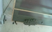 Archived image Webcam Feistritz an der Gail: Bat House 05:00