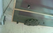 Archived image Webcam Feistritz an der Gail: Bat House 06:00