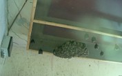 Archived image Webcam Feistritz an der Gail: Bat House 07:00