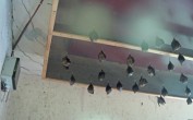 Archived image Webcam Feistritz an der Gail: Bat House 07:00