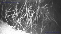 Archiv Foto Webcam St. Gallenkirch, Landhaus Rudigier 03:00